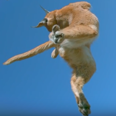 chat-qui-retombe-sur-ses-pattes-2