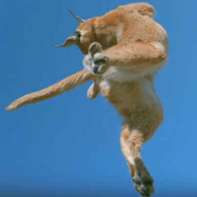 chat-qui-retombe-sur-ses-pattes-2